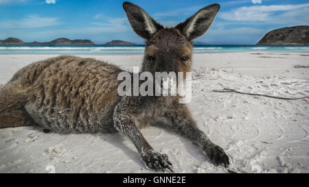 Couché sur le kangourou Lucky Bay dans le Cape-Le-Grand Parc National près de Esperance - Ouest de l'Australie Banque D'Images