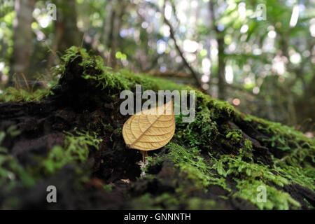 Feuille sur un vieil arbre dans le Queensland - Australie Banque D'Images