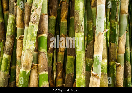 Bamboo forrest close up, clôture de plus en plus de tiges fermer Banque D'Images