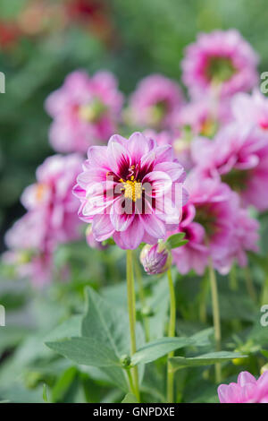 'Dalaya yogi' fleurs. Dahlia hybrida Banque D'Images