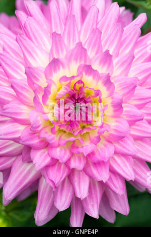 Dahlia 'Pink Perfection' Fleur Banque D'Images