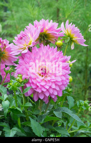 Dahlia 'Pink Perfection' fleurs Banque D'Images