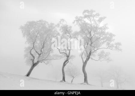 Arbres dansants en hiver sur Walltown Crags, le mur d'Hadrien, Northumberland, Angleterre - arbres givrés, neige et brume Banque D'Images