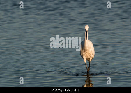 L'aigrette garzette à la chasse pour la nourriture Saltholme RSPB (Egretta garzetta) Banque D'Images