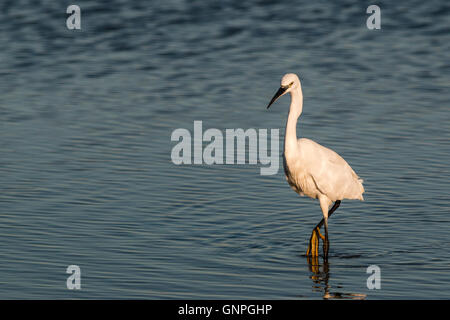 L'aigrette garzette à la chasse pour la nourriture Saltholme RSPB (Egretta garzetta) Banque D'Images