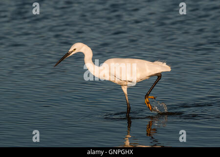 L'aigrette garzette à la chasse pour la nourriture Saltholme RSPB (Egretta garzetta) Banque D'Images