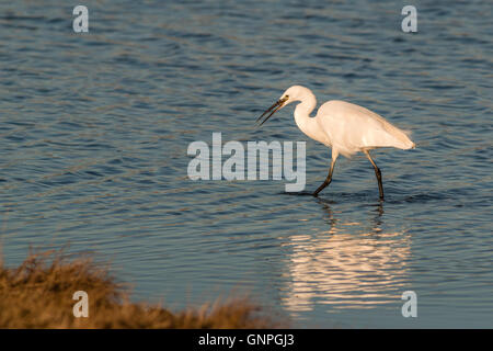 L'aigrette garzette à la chasse pour la nourriture Saltholme RSPB (Egretta garzetta) Banque D'Images