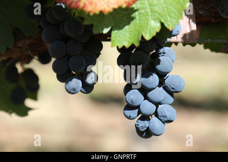 Vin rouge raisin sur la vigne dans la lumière du soleil à Bodega y Estancia Colomé, Salta, Argentine Banque D'Images