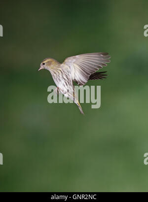 Tarin des pins (Carduelis spinus) en battant Banque D'Images