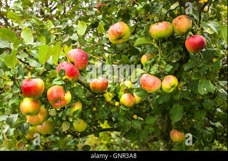 Un arbre fruitier chargé de pommes mûres Howgate Wonder en Octobre Banque D'Images
