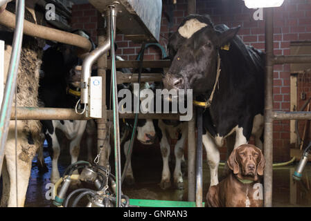 L'Emden, Allemagne, les vaches dans la salle de traite Banque D'Images