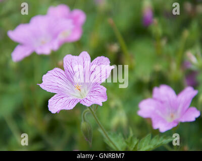 Geranium x oxonianum 'Claridge Druce' Banque D'Images