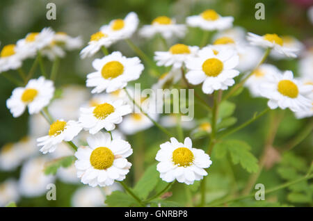 La grande camomille, Tanacetum parthenium Banque D'Images