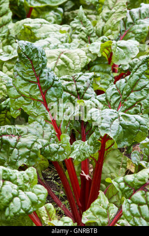 Bette à carde rouge rubis avec une même tige cut Banque D'Images