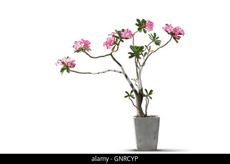 Des fleurs rose azalée en pot en béton isolé sur fond blanc Banque D'Images