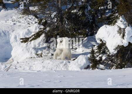 Les oursons de l'ours polaire (Ursus maritimus) jouer sous les épinettes, Manitoba, Canada Banque D'Images