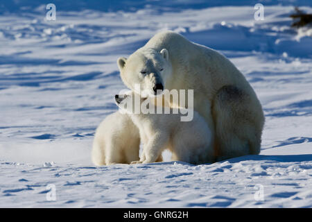 Polar Bear sow et deux oursons Ursus maritimus sur la toundra arctique, Manitoba, Canada Banque D'Images