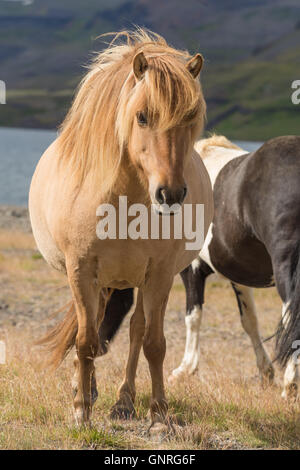 Smi-sauvage chevaux Islandais le pâturage dans les Fjords de l'Ouest Région de l'Islande Banque D'Images