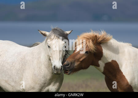 Smi-sauvage chevaux Islandais le pâturage dans les Fjords de l'Ouest Région de l'Islande Banque D'Images