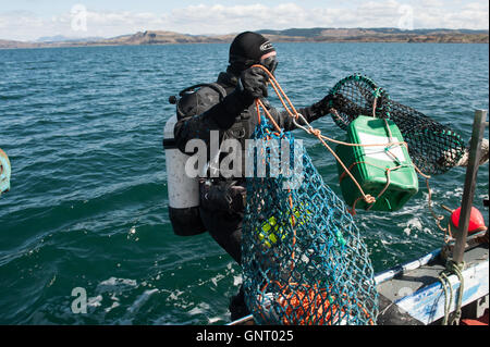 Tobermory, Royaume-Uni, crustacés divers apportent une pêche à la ligne Banque D'Images
