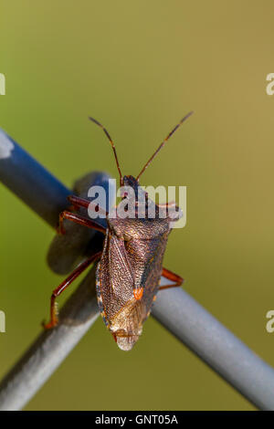 Pentatoma rufipes : Red-legged Shieldbug Famille : Pentatomidae Yorkshire, UK Banque D'Images