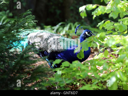 Berlin, Allemagne, Blue peacock se cachant dans les buissons Banque D'Images