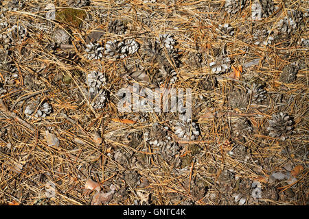 Forêt de texture marbre Banque D'Images