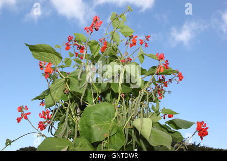 Les fleurs et les haricots sur un haricot (Phaseolus coccineus) des plantes poussant dans un jardin cuisine traditionnelle anglaise Banque D'Images