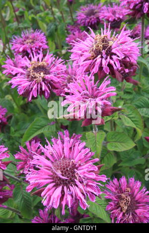 Une touffe de bergamote pourpre (Monarda fistulosa) fleurs dans la bordure herbacée d'un jardin anglais en Août Banque D'Images