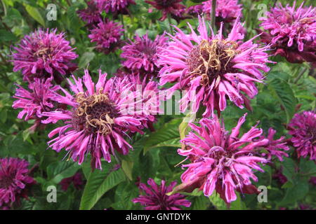 Une touffe de bergamote pourpre (Monarda fistulosa) fleurs dans la bordure herbacée d'un jardin anglais en Août Banque D'Images