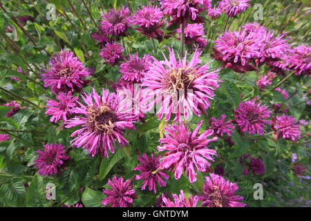 Une touffe de bergamote pourpre (Monarda fistulosa) fleurs dans la bordure herbacée d'un jardin anglais en Août Banque D'Images