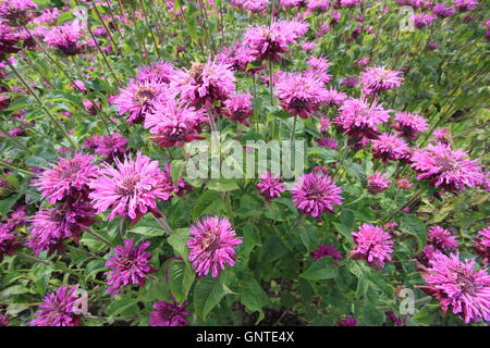 Monarda fistulosa. Fleurs de bergamote dans la strate herbacée frontière d'un jardin anglais traditionnel - Août, UK Banque D'Images