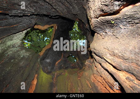 À la recherche jusqu'à la feuillage par le tronc creux d'un arbre de chêne ancien combattant vivant dans le Yorkshire, en Angleterre dans une journée ensoleillée d'août Banque D'Images