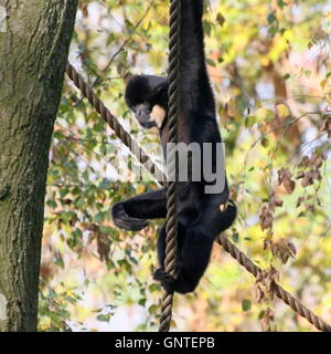 Jaune d'Asie mâle gibbon à joues grises (Nomascus gabriellae) d'Amsterdam Zoo Artis. A.k.a. Joues rouge ou doré (crested) gibbon. Banque D'Images
