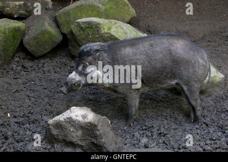 L'Asie du Sud-Est mâle cochon verruqueuse Visayan (Sus cebifrons), originaire des Philippines Banque D'Images