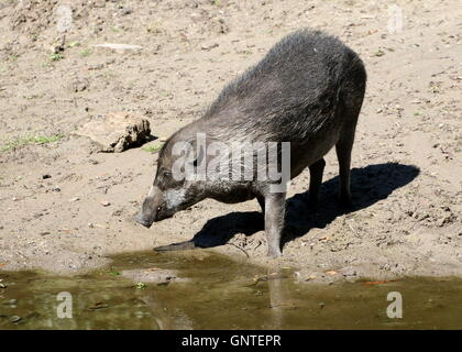 L'Asie du Sud-Est femelle cochon verruqueuse Visayan (Sus cebifrons) au bord de l'eau. Banque D'Images