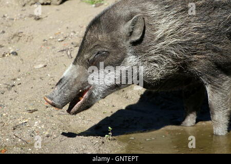 L'Asie du Sud-Est femelle cochon verruqueuse Visayan (Sus cebifrons) au bord de l'eau potable, et la recherche de nourriture dans la boue Banque D'Images