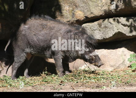 L'Asie du Sud-Est mâle cochon verruqueuse Visayan (Sus cebifrons), originaire des Philippines Banque D'Images