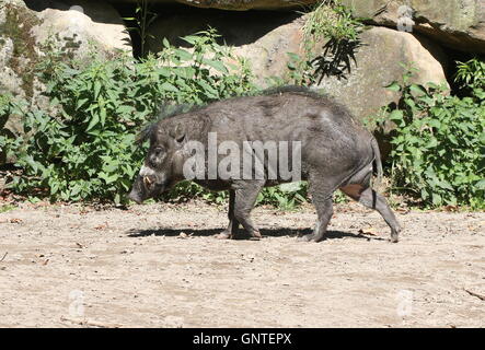 L'Asie du Sud-Est mâle cochon verruqueuse Visayan (Sus cebifrons), originaire des Philippines Banque D'Images
