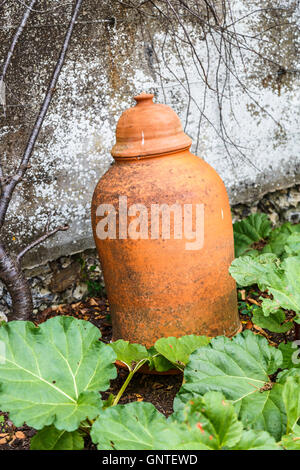 À l'ancienne typique de la rhubarbe en terre cuite pot forçant dans un jardin de cuisine Banque D'Images