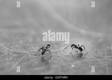 Deux petites fourmis sur une surface métallique Banque D'Images