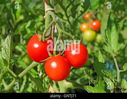 Close up of truss de mûrissement des tomates de plein air rouge vif sur la vigne au soleil d'été dans le jardin intérieur, Cumbria England Banque D'Images