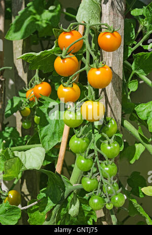 Truss de orange Sungold mûrissement des tomates cerises sur la vigne dans le soleil d'été dans le jardin intérieur, Cumbria, Angleterre, Royaume-Uni Banque D'Images