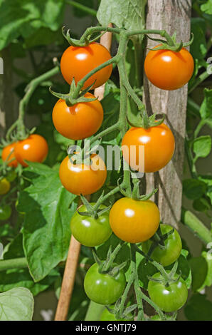 Close up of orange Sungold truss de mûrissement des tomates cerises sur la vigne au soleil d'été dans le jardin intérieur, Cumbria England Banque D'Images