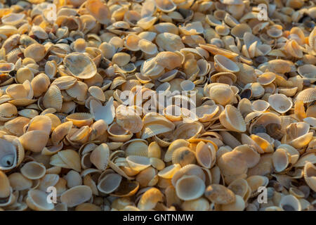 Plages de Shell sur la mer d'Azov. Karalar parc paysage régional en Crimée. Banque D'Images