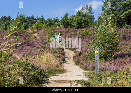 Les promeneurs marchant le long chemin dans la Mechelse Heide, des Landes dans le Parc national Hoge Kempen, Limbourg, Belgique Banque D'Images