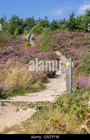 Les promeneurs marchant le long chemin dans la Mechelse Heide, des Landes dans le Parc national Hoge Kempen, Limbourg, Belgique Banque D'Images