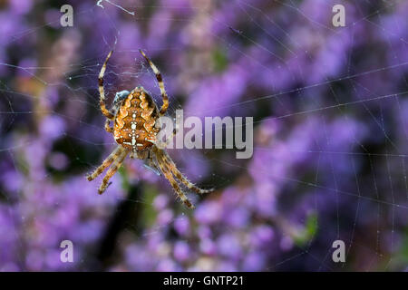 Le jardin européen / araignée araignée araignée diadème / cross (Araneus diadematus) se nourrissant d'insectes capturés dans d'araignée à Heather Banque D'Images