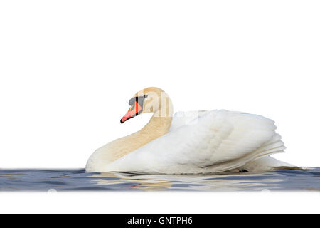 Cygne muet flottant sur l'eau bleu blanc isolé Banque D'Images