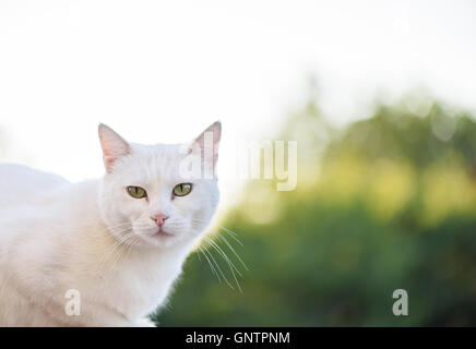 Chat blanc aux yeux verts à la recherche vers la caméra Banque D'Images